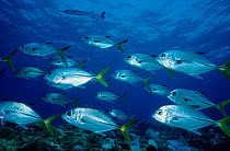 Shoal of Horse-eye jack / trevally (Caranx latus) with Great barracuda (Sphyraena barracuda) in the background, Cancun National Park, Caribbean Sea, Mexico, July