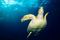 Looking up at Hawksbill turtle (Eretmochelys imbricata) swimming, Cancun National Park, Caribbean Sea, Mexico, July, Endangered species