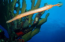 Caribbean trumpetfish (Aulostomus maculatus) Cancun National Park, Caribbean Sea, Mexico, July