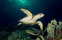 Hawksbill turtle (Eretmochelys imbricata) swimming, Cancun National Park, Caribbean Sea, Mexico, July