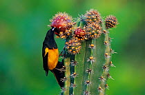 Black-vented oriole (Icterus wagleri) feeding on Pitaya cactus fruit (Stenocereus griseus) Jaumave desert, northeast Mexico, May
