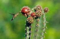 Broad billed hummingbird (Cynanthus latirostris) hovering, feeding on Pitaya cactus fruit (Stenocereus griseus) Jaumave desert, northeast Mexico, May