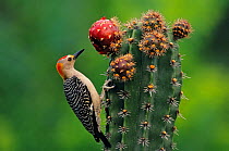 Golden fronted woodpecker (Melanerpes aurifrons) feeding on Pitaya cactus fruit (Stenocereus griseus) Jaumave desert, northeast Mexico, May