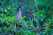 Boat-billed heron (Cochlearius cochlearius) at nest with chick, Tamaulipas, northeast Mexico, June
