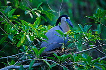 Boat-billed heron (Cochlearius cochlearius) on nest, Tamaulipas, northeast Mexico, June