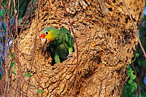 Red lored amazon parrot (Amazona autumnalis) chick emerging from nest hole in tree, captive, Tamaulipas, northeast Mexico, June.
