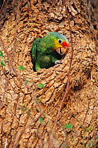 Red lored amazon parrot (Amazona autumnalis) chick emerging from nest hole in tree, captive, Tamaulipas, northeast Mexico, June.