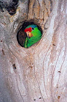 Red crowned / Green cheeked amazon parrot (Amazona viridigenalis) in nest hole, captive, Tamaulipas, northeast Mexico, June
