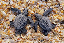 Kemp's ridley turtle (Lepidochelys kempii) two hatchlings on beach, La Pesca Beach, Tamaulipas, northeast Mexico, July