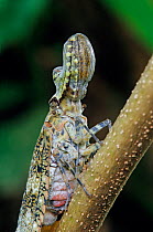 Peanut-head bug (Fulgora laternaria) El Cielo Biosphere Reserve, Tamaulipas, northeast Mexico, August
