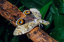 Peanut-head bug (Fulgora laternaria) defense display showing eye spots on hind wings, El Cielo Biosphere Reserve, Tamaulipas, northeast Mexico, August