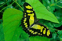 Malachite butterfly (Siproeta stelenes) El Cielo Biosphere Reserve, Tamaulipas, northeast Mexico, November