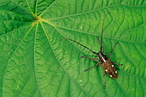 Longhorn beetle (Taeniotes scalaris) on leaf, El Cielo Biosphere Reserve, Tamaulipas, northeast Mexico, November