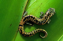 Mexican mushroom-tongue salamander (Bolitoglossa mexicana) Los Tuxtlas Biosphere Reserve, Mexico, February