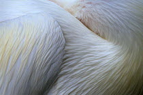 Close up of feathers of American white pelican (Pelecanus erythrorhynchos) captive, Yucatan Peninsula, Mexico, March