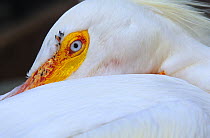 Head and eyes of American white pelican (Pelecanus erythrorhynchos) captive, Yucatan Peninsula, Mexico, March