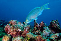 Queen parrot fish (Scarus vetula) on coral reef, Cancun National Park, Caribbean Sea, Mexico, September