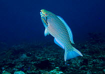 Queen parrot fish (Scarus vetula) Cancun National Park, Caribbean Sea, Mexico, September
