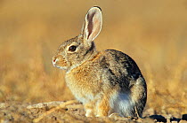 Desert cottontail rabbit (Sylvilagus audubonii) Janos Biosphere Reserve, northern Mexico, December
