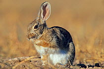 Desert cottontail rabbit (Sylvilagus audubonii) cleaning its paw, Janos Biosphere Reserve, northern Mexico, December
