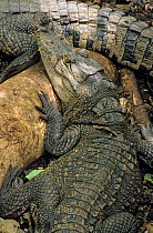 Morelet's crocodile (Crocodylus moreletii) captive, Yucatan Peninsula, Mexico, August