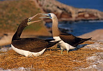 Brown booby (Sula leucogaster) pair at nest, Isabel Island National Park, Sea of Cortez (Gulf of California) Mexico, November