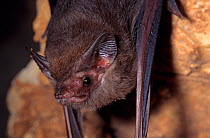 Lesser doglike sac-winged bat (Peropteryx macrotis) roosting, Uxmal, Yucatan Peninsula, Mexico, January