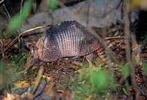 Nine-banded armadillo (Dasypus novemcinctus) Labna, Yucatan Peninsula, Mexico, January