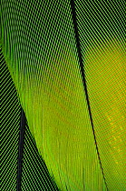 Close up of feathers of New World parrot {Amazona sp) captive, Mexico