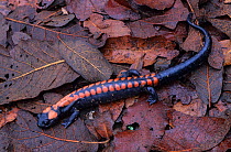 Bell's false brook salamander (Pseudoeurycea bellii) camouflaged on leaf litter, Huichol Sierra, western Mexico, July
