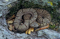Rock / Green rattlesnake (Crotalus lepidus) coiled on rock, Huichola Sierra, western Mexico, July