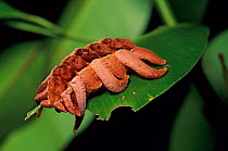 Caterpillar larva of the Hag moth (Phobetron sp) Montes Azules Biosphere Reserve, Lacandon Rainforest, Mexico, August