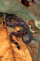 Redback coffee snake (Ninia sebae) on rainforest floor, Los Tuxtlas Biosphere Reserve, Mexico, November