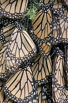 Hibernating Monarch butterflies (Danaus plexippus) El Zacatal Colony, Monarch Butterfly Sanctuary, Mexico, December 1996