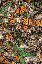 Hibernating Monarch butterflies (Danaus plexippus) on Oyamel fir trees (Abies religiosa), El Zacatal Colony, Monarch Butterfly Sanctuary, Mexico, December 1996