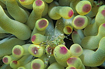 Spotted cleaner shrimp (Periclimenes yucatanicus) amongst tentacles of Giant anemone (Condylactis gigantea) Puerto Morelos National Park, Caribbean Sea, Mexico, January
