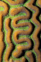 Symmetrical brain coral close-up (Pseudodiploria strigosa) Banco Chinchorro Biosphere Reserve, Caribbean Sea, Mexico, April