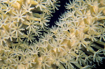 Knobby sea rod polyps (Eunicea mammosa) Banco Chinchorro Biosphere Reserve, Caribbean Sea, Mexico, May