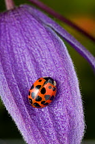 24 Spot lady beetle (Subcoccinella vigintiquatuorpunctata) on flower petal, UK