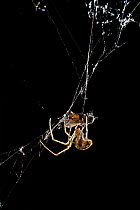 American house spider (Achaearanea / Parasteatoda tepidariorum) wrapping housefly in silk