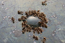 Black garden ants (Lasius niger) feeding on a drop of syrup on granite work surface, UK