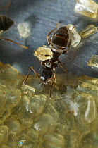 Black garden ant (Lasius niger) feeding on spilt brown sugar in kitchen sink, UK