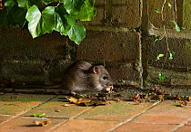 Brown rat (Rattus norvegicus) feeding on garden patio at night, UK