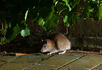 Brown rat (Rattus norvegicus) on garden patio at night, UK