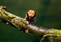 Buff tip moth (Phalera bucephala) camouflaged to resemble broken twig, UK