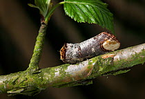 Buff tip moth (Phalera bucephala) on branch, UK