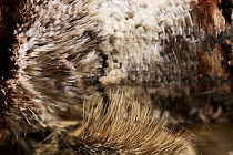 Buff tip moth (Phalera bucephala) close-up of body scales, UK