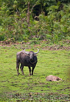 Water buffalo (Bubalus arnee) with calf, Kaziranga NP, Assam, India
