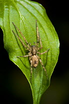 **  Buzzing spider (Anyphaena accentuata) on leaf, UK