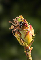 DELTETE Buzzing spider (Anyphaena accentuata) with prey on bud, UK